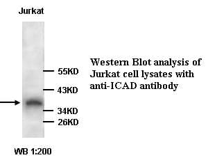 Polyclonal Rabbit anti-Human DFFA / ICAD / DFF45 Antibody (WB)