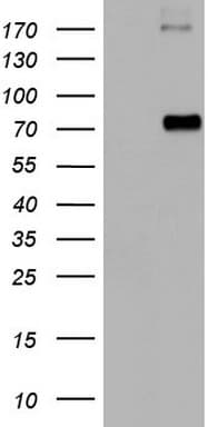 CD68 Antibody (aa22-319, clone OTI7E5)