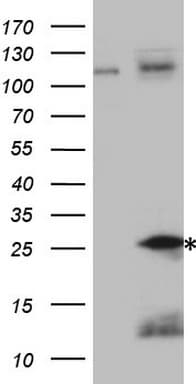 TNF Alpha Antibody (clone OTI5H8, Carrier-free)