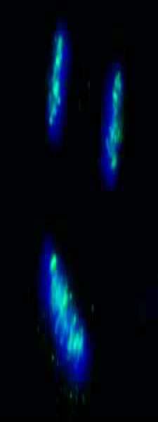 CENPB Antibody (aa540-C-term)