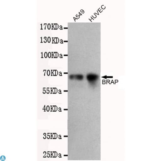 BRAP2 Antibody