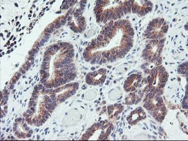 Monoclonal Mouse anti-Human PPP1R15A / GADD34 Antibody (clone OTI4F1, IHC, IF, WB)