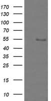 ZSCAN18 / ZNF447 Antibody (clone OTI4F12)