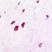 HIST3H3 Antibody