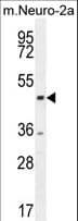 CTBP1 / CTBP Antibody (aa409-438)