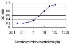 Monoclonal Mouse anti-Human DMRT1 Antibody (clone 1G11, WB)