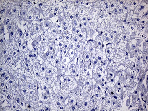 Monoclonal Mouse anti-Human FAM151B Antibody (clone OTI2B3, Carrier-free, IHC, WB)