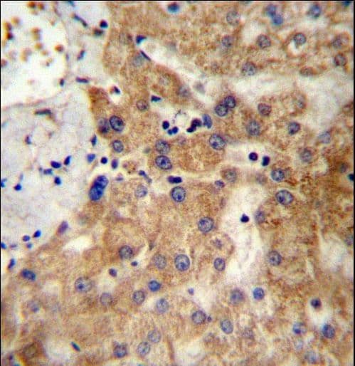 NDST1 Antibody (aa820-849)