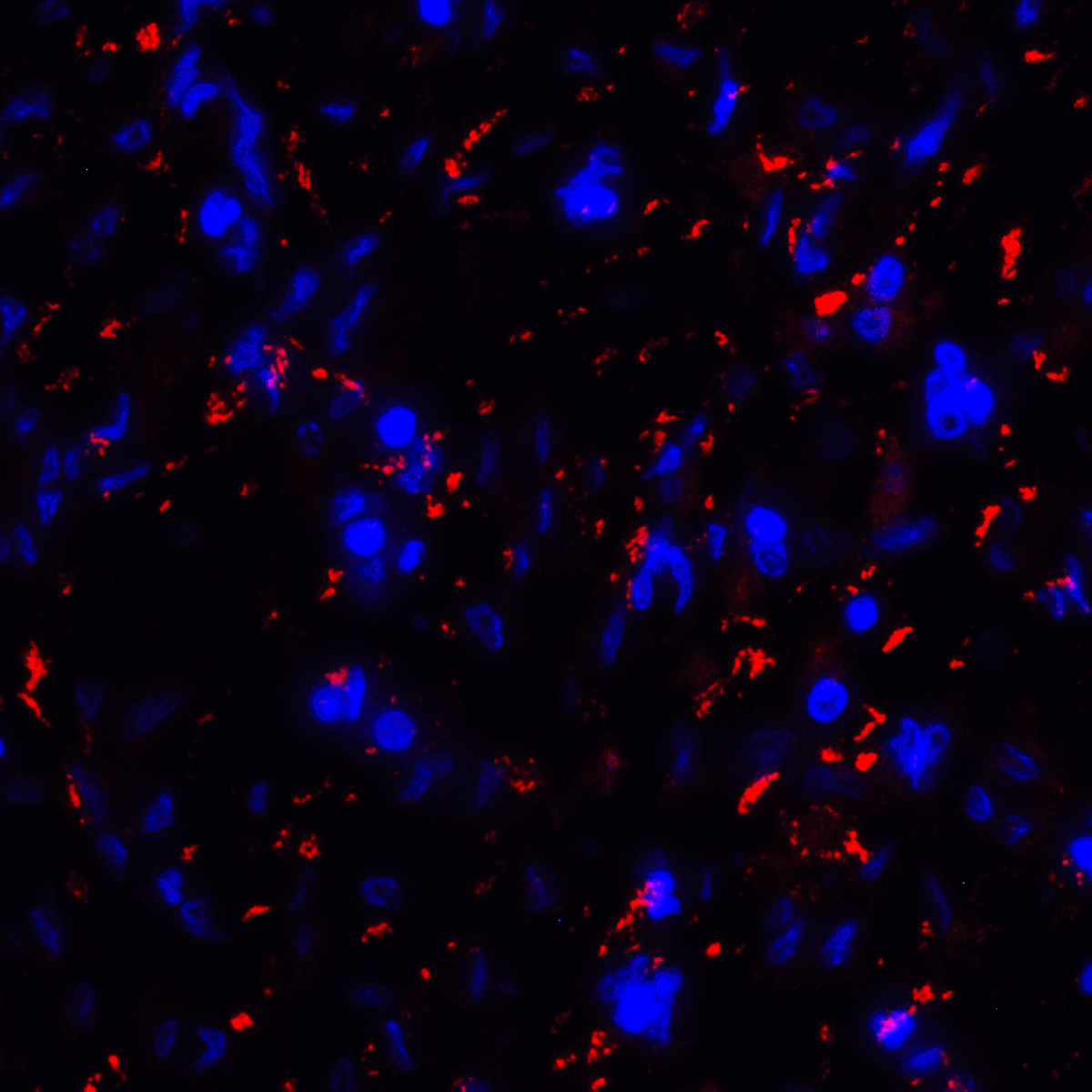 Monoclonal Mouse anti-Human CD80 Antibody (clone 8G12, IHC, IF)