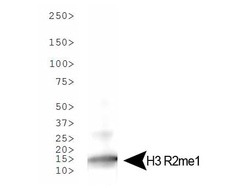 Polyclonal Rabbit anti-Human HIST3H3 Antibody (Me-Arg2, WB)