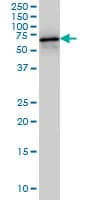 IHC-plus™ Monoclonal Mouse anti-Human HDAC1 Antibody (clone 5C11, IHC, IF, WB)