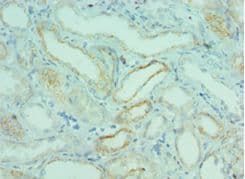 BRD9 Antibody (aa338-597)
