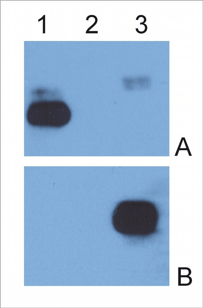 Monoclonal Mouse Anti-Human IgG Fc Secondary Antibody (clone EM-07, WB)