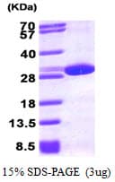 Human PRDX6 / Peroxiredoxin 6 Protein (Recombinant His)