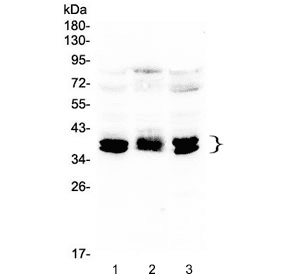 CXCR4 Antibody