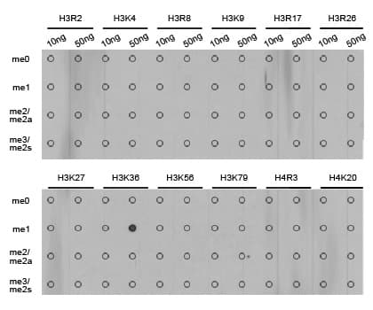 Polyclonal Rabbit anti-Human Histone H3 Antibody (Methyl-Lys36, IHC, IF, WB)