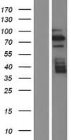 Human BRD7 Protein (Over-Expression Lysate Myc-DDK (Flag))
