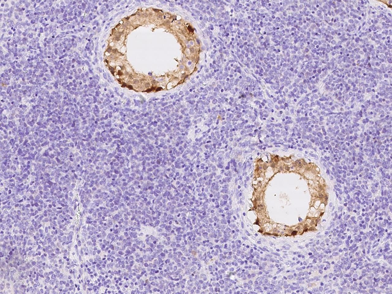 ASB9 Antibody