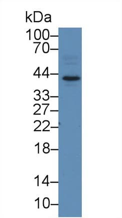 HDGF Antibody (aa14-187)
