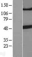 TUBB3 / Tubulin Beta 3 Protein (Over-Expression Lysate Myc-DDK (Flag))