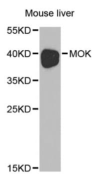 MOK / RAGE Antibody