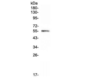 CDC20 Antibody