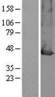 Human SLC16A7 / MCT2 Protein (Over-Expression Lysate Myc-DDK (Flag))