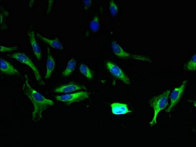 Polyclonal Rabbit anti-Human ABCA9 Antibody