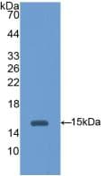 HEXB Antibody (aa101-217)