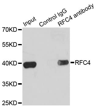 Polyclonal Rabbit anti-Human RFC4 Antibody (IHC, IF, WB)