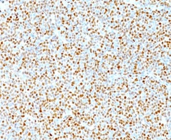 CCND1 / Cyclin D1 Antibody (clone DCS-6, Azide-free, BSA-free)