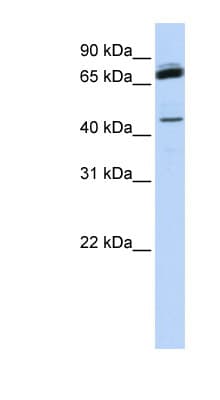 Polyclonal Rabbit anti-Human NKRF / NRF Antibody (C-Terminus, IHC, WB)