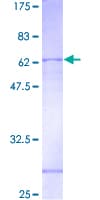 Human DNASE2 / DNase II Protein (Recombinant GST)