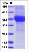 Human FST / Follistatin Protein (Recombinant His,C-terminus)