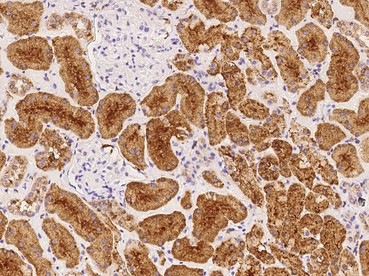OR10C1 Antibody