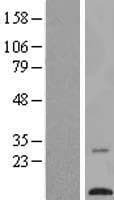TMEM203 Protein (Over-Expression Lysate Myc-DDK (Flag))