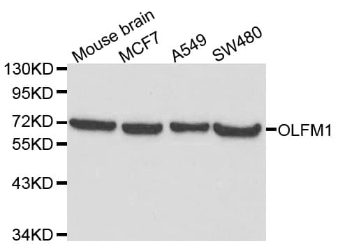 Polyclonal Rabbit anti-Human OLFM1 Antibody (IHC, WB)