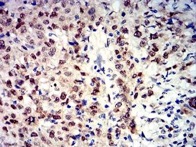 APEX1 / APE1 Antibody (clone 7A2G7)