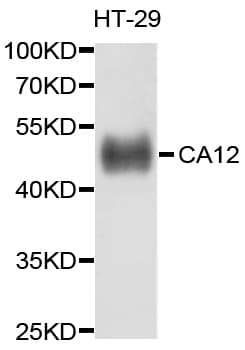 CA12 / Carbonic Anhydrase XII Antibody