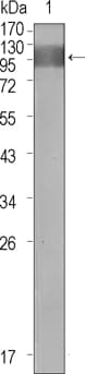 Monoclonal Mouse anti-Human FLT1 / VEGFR1 Antibody (clone 3D10, WB)