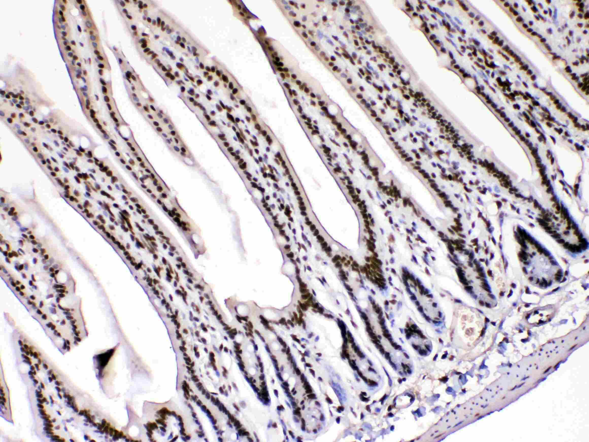 HMG1 / HMGB1 Antibody