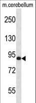C-TAK1 / MARK3 Antibody (aa608-636)