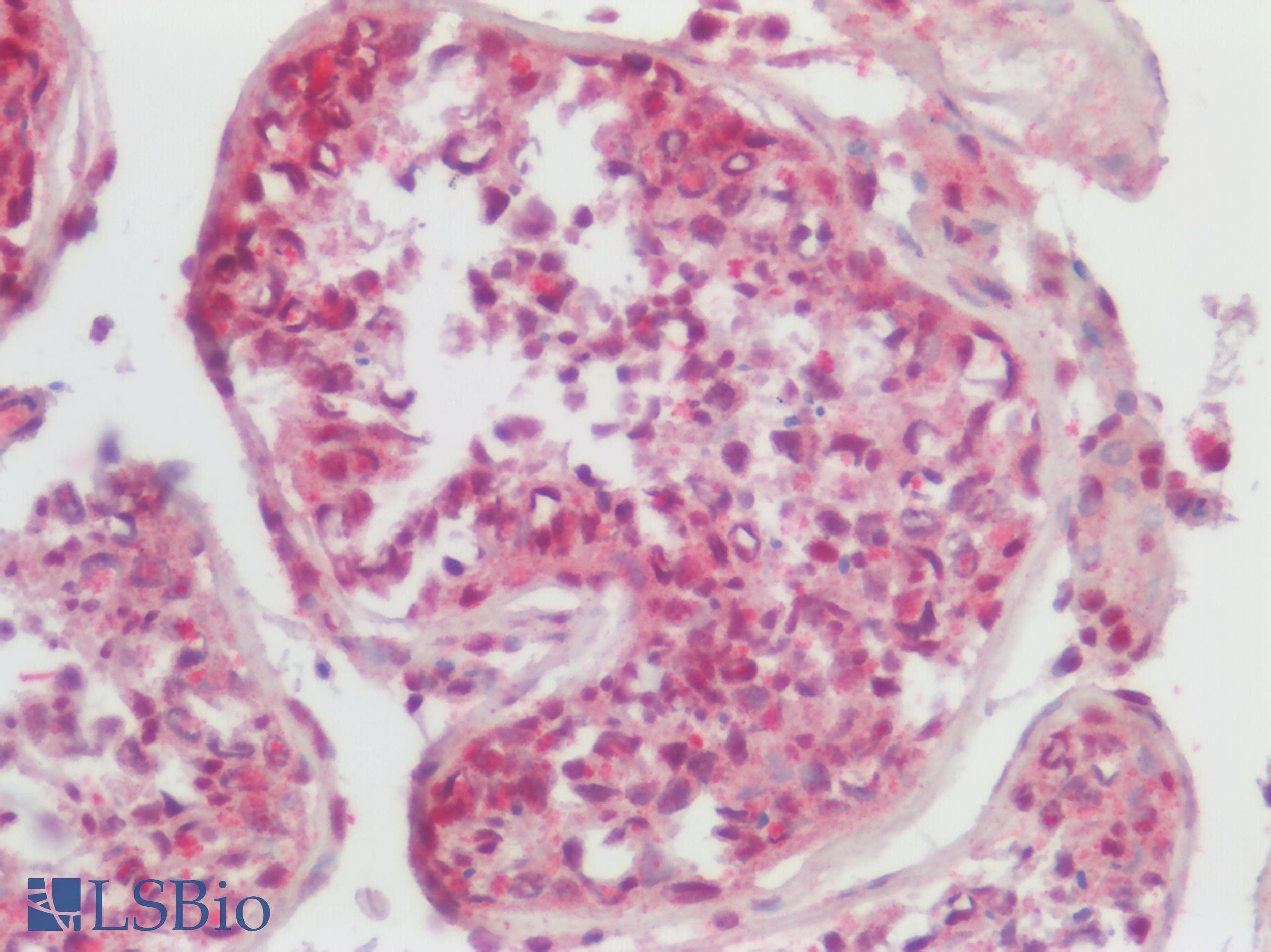 PathPlus™ CHRM3 / M3 Antibody (C-Terminus)