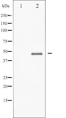 Polyclonal Rabbit anti-Human GSK3B / GSK3 Beta Antibody (IHC, IF, WB)