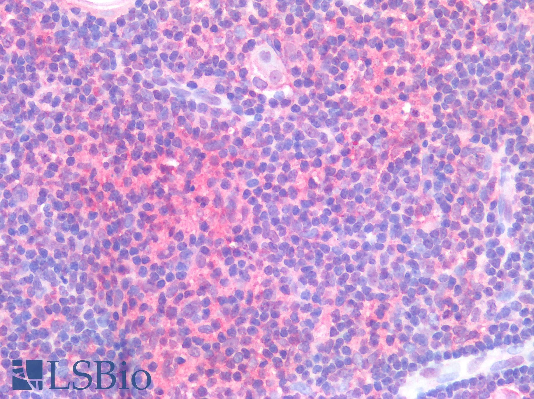 IHC-plus™ CD40 Antibody