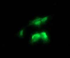 RALB Antibody (clone OTI2C4)