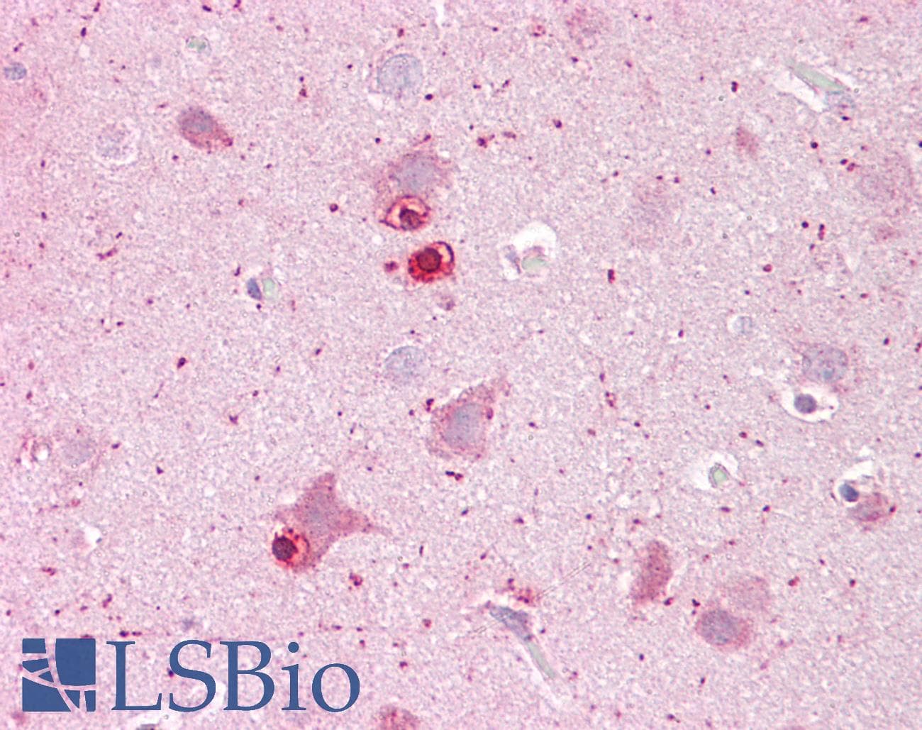 IHC-plus™ DUSP8 Antibody (aa456-487)