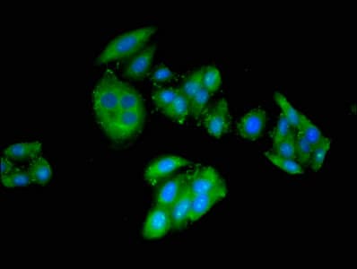 Polyclonal Rabbit anti-Human CRIPT Antibody