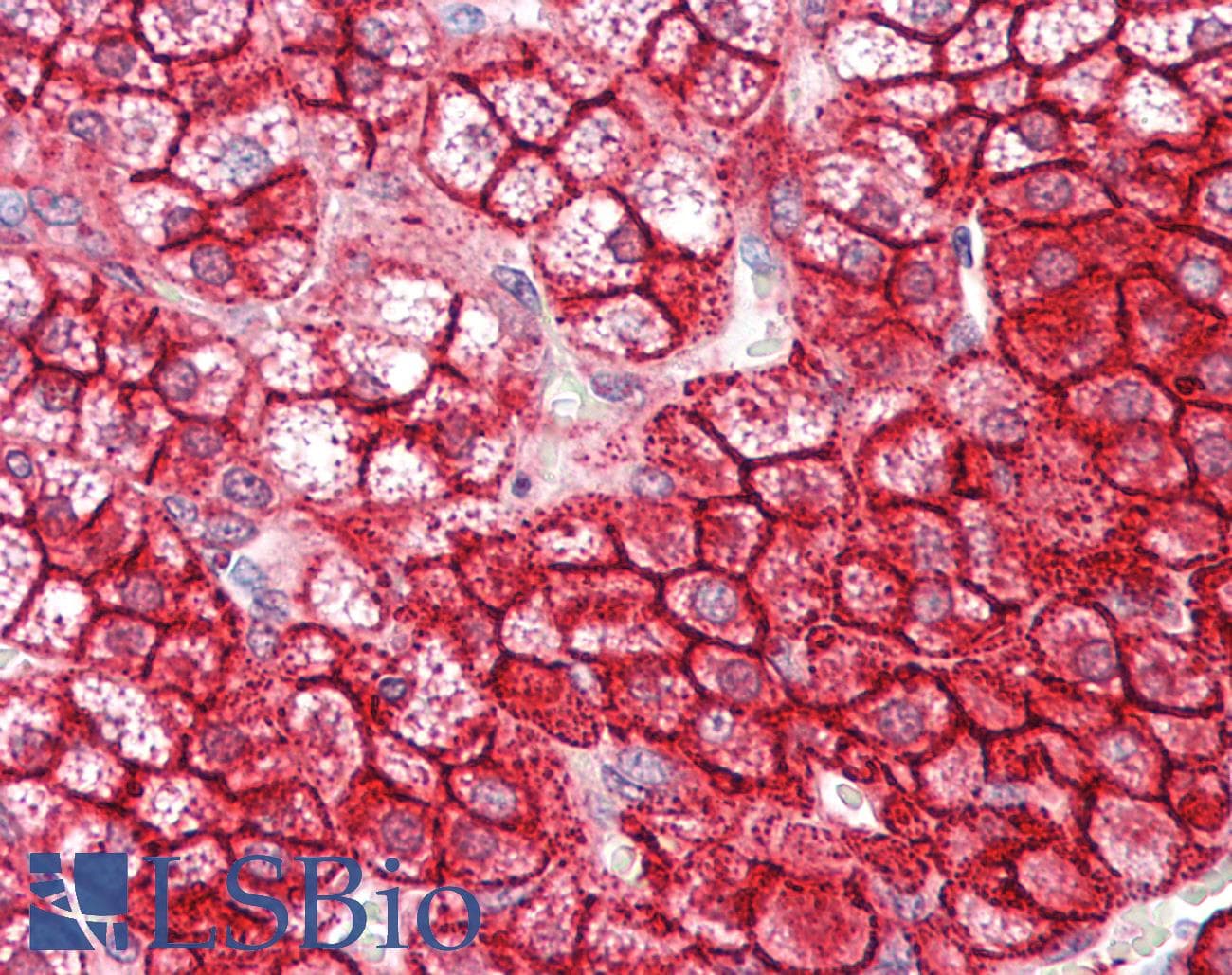 IHC-plus™ NUMB Antibody (aa1-50)