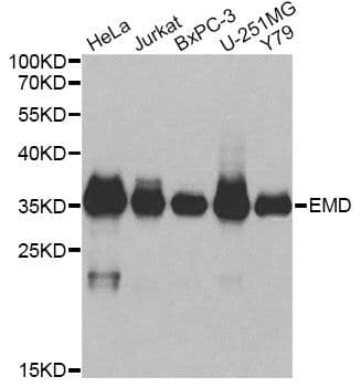 EMD / Emerin Antibody